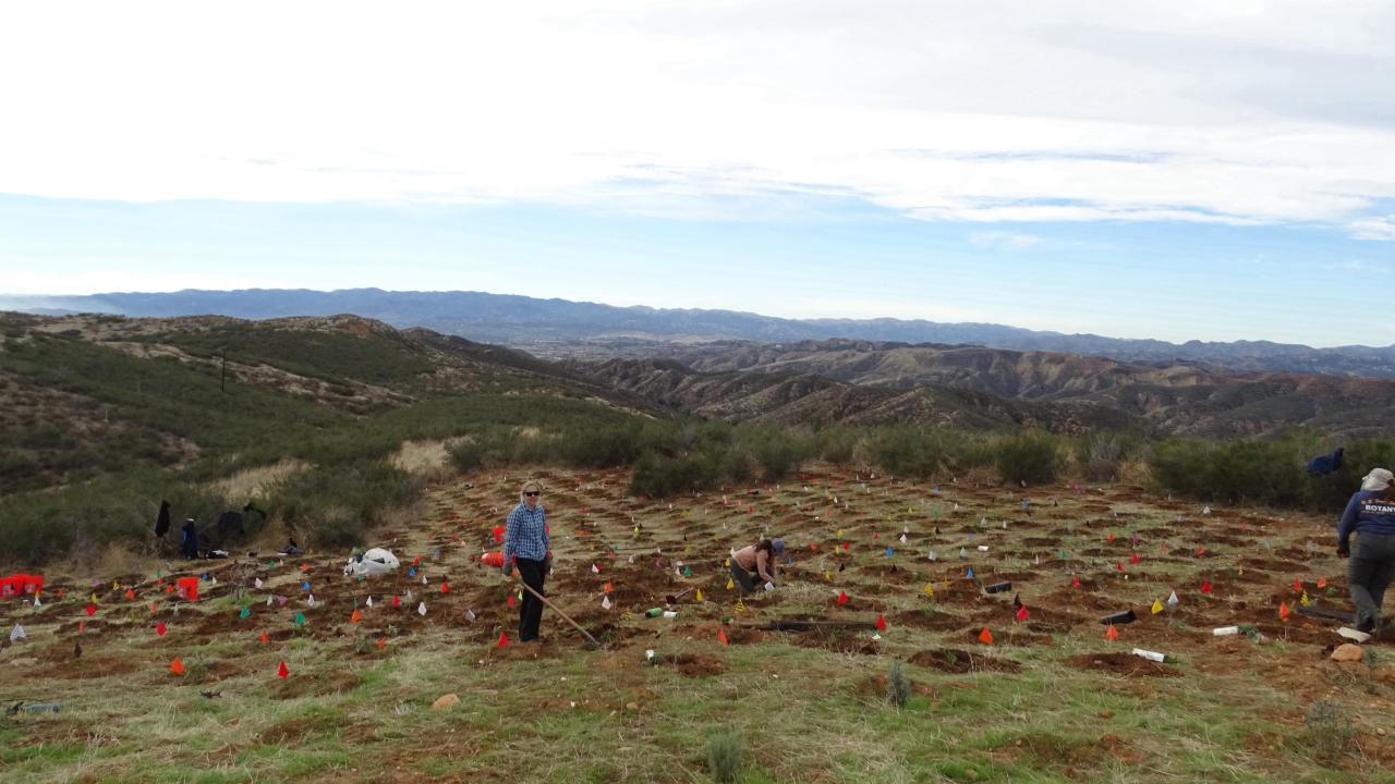 A photo of people planting at a habitat restoration site.