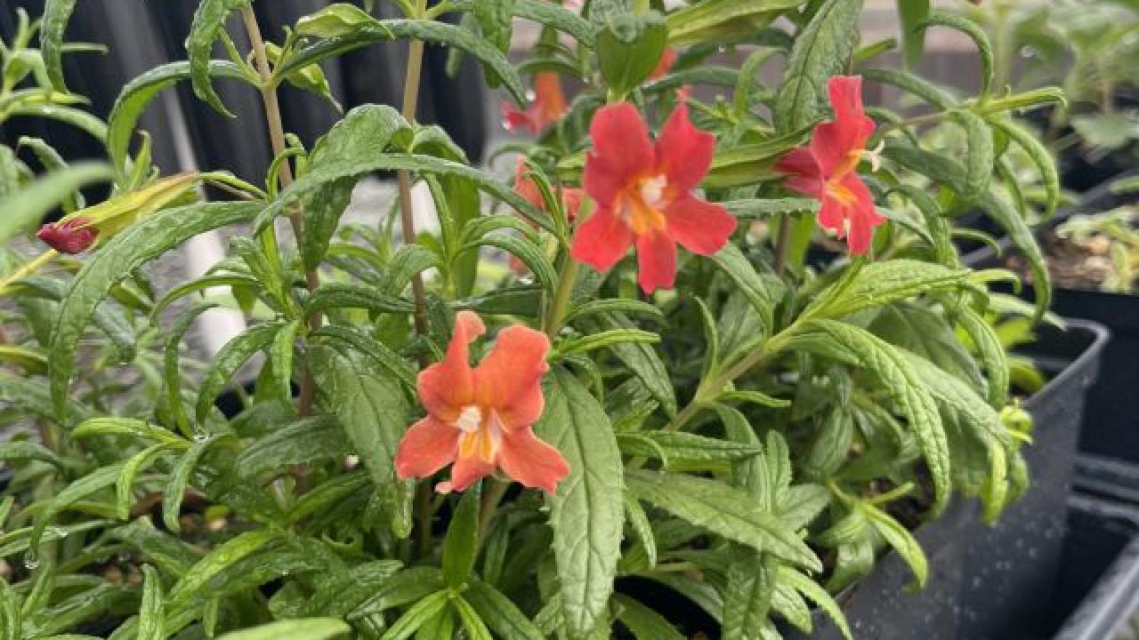 A green potted plant with a red flower.