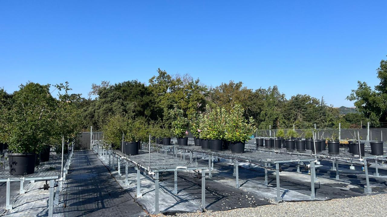 Clean Production Benches for CA Native Nursery Stock