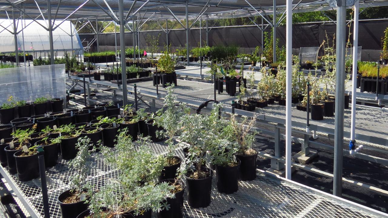 Plants in a nursery well spaced and raised on metal benches