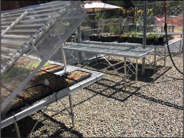 Raised and well-spaced Clean Production Benches for CA Native Nursery stock over gravel groundcover