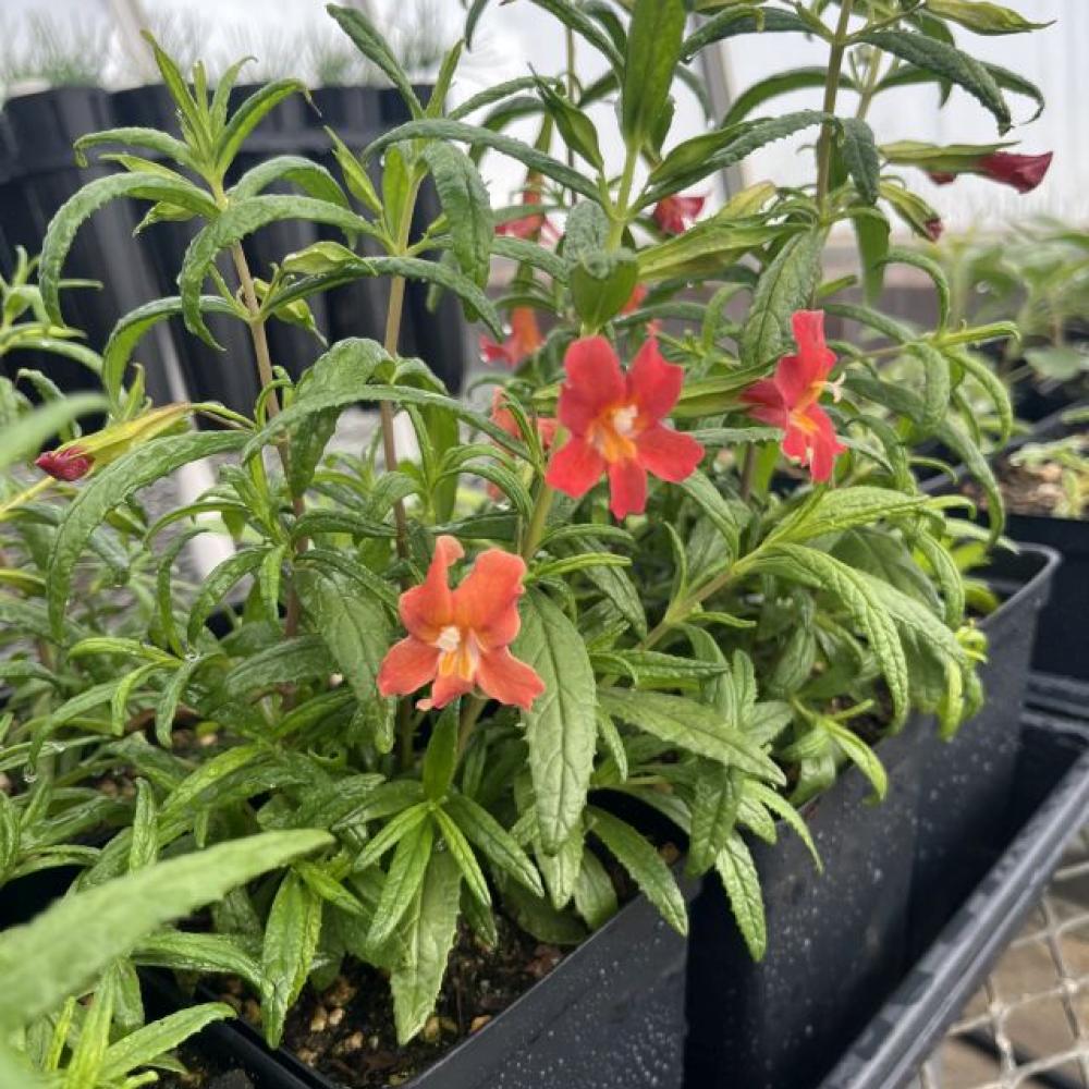 A green potted plant with a red flower.