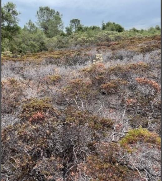 Dead and dying California native restoration site plantings succumbing to Phytophthora root rot