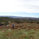 A photo of people planting at a habitat restoration site.