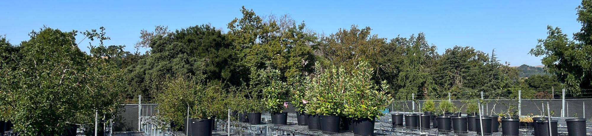 California native plants growing in pots on raised metal clean production benches in the sun at a nursery. 